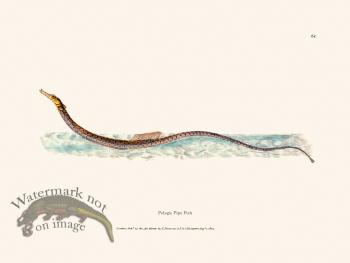 064 Pelagic Pipe Fish